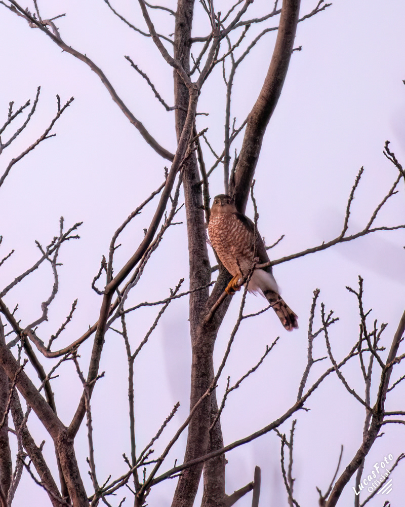 Sharp-shinned Hawk