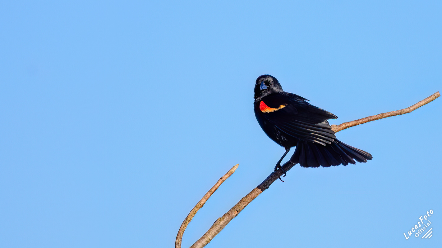 Red-winged Blackbird