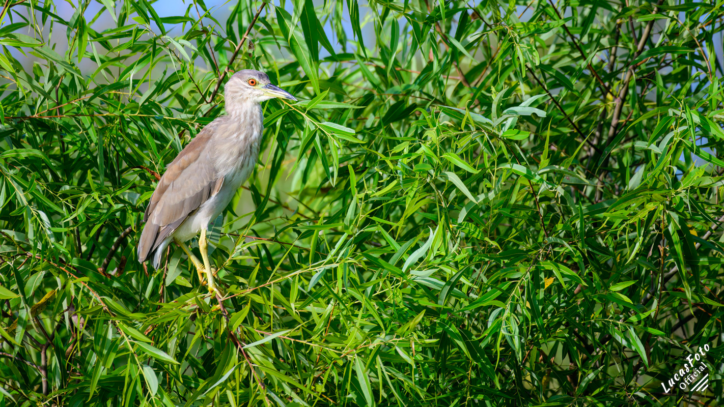 Black-crowned Night Heron