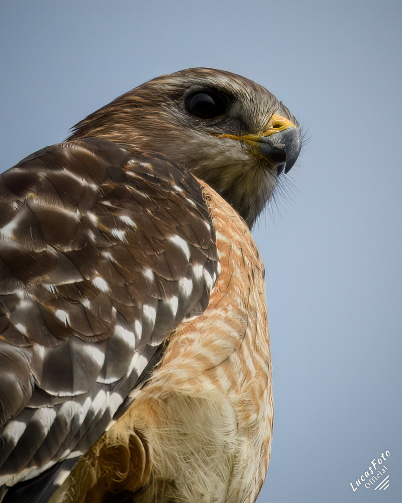 Red-shouldered Hawk