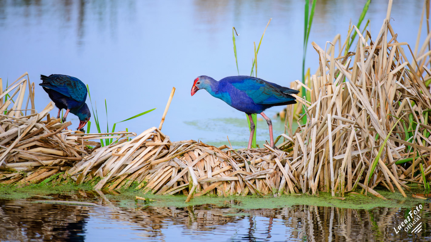 Gray-headed Swamphen