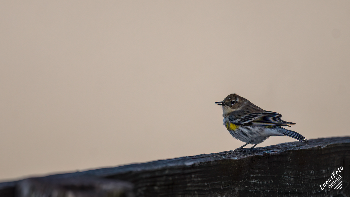 Yellow-rumped Warbler