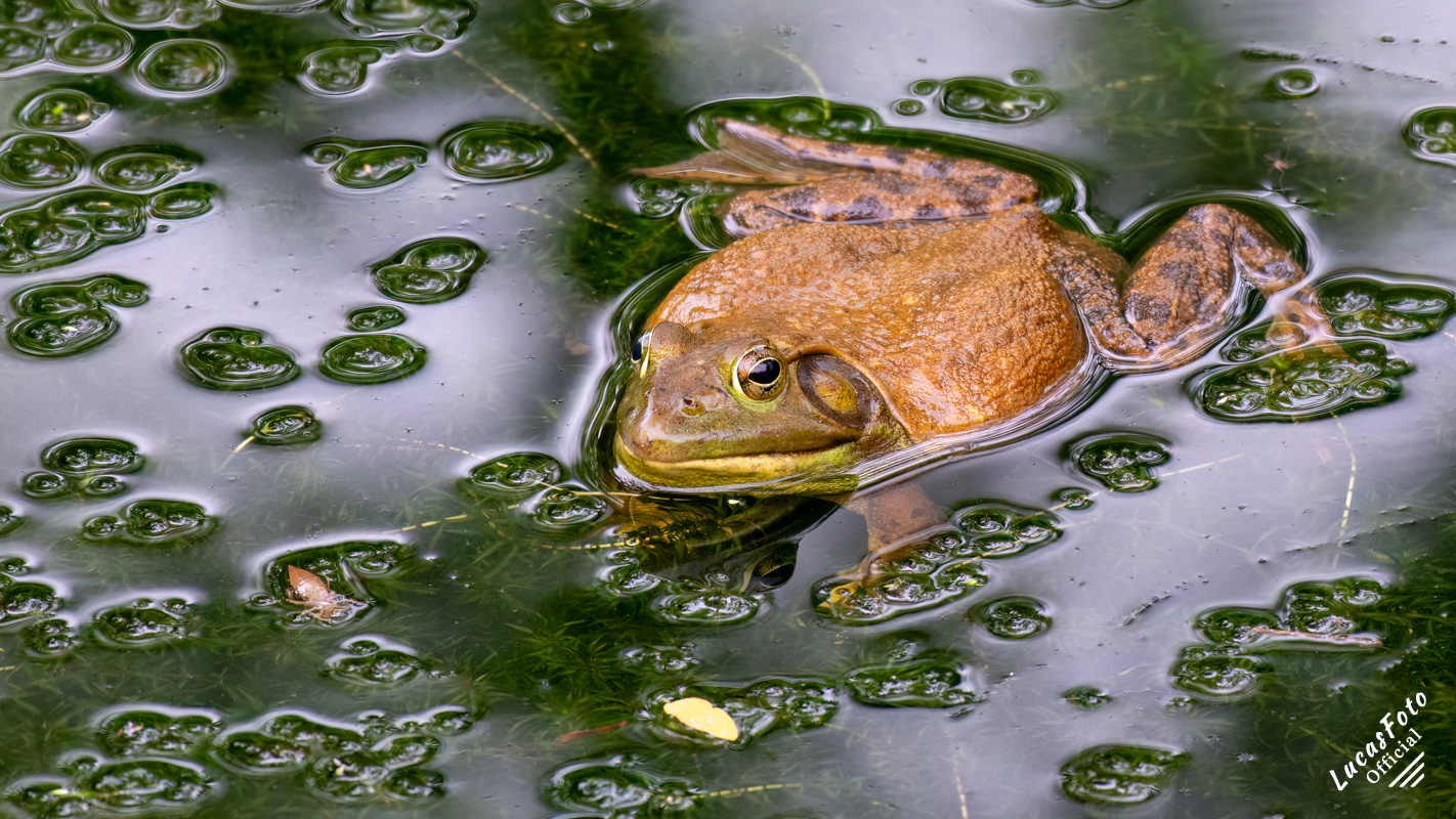 American Bullfrog