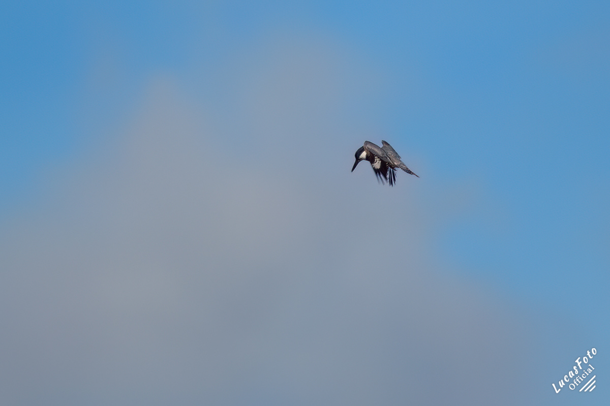 Belted Kingfisher