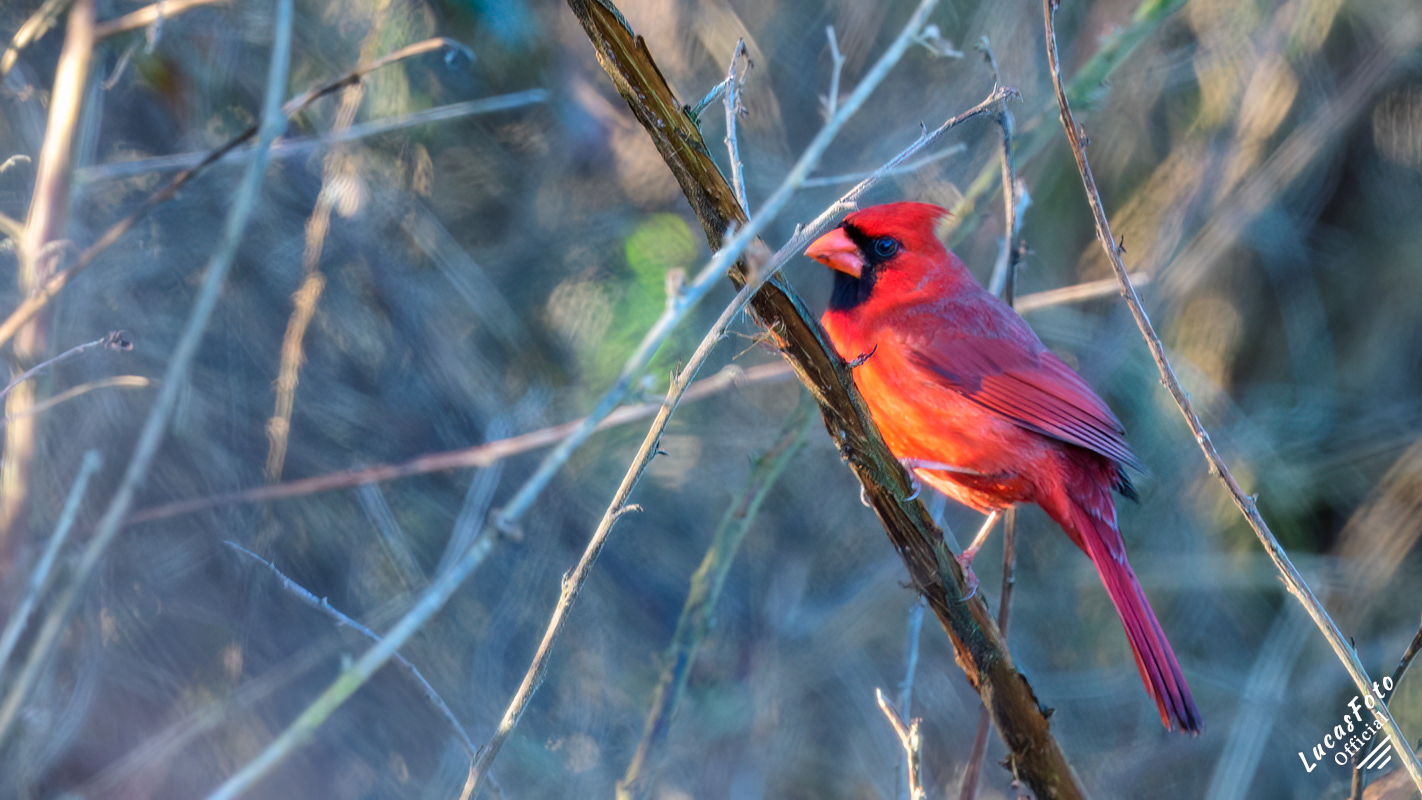 Northern Cardinal