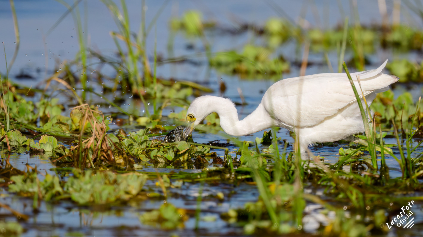 Juvenile Little Blue Heron