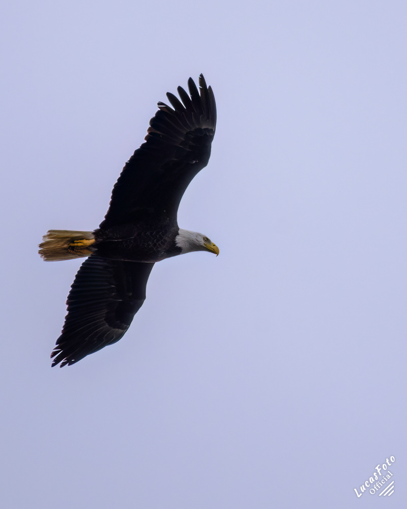 Bald Eagle