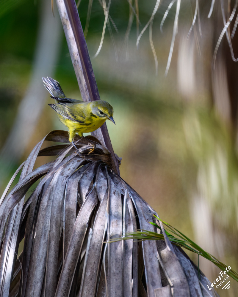 Prairie Warbler