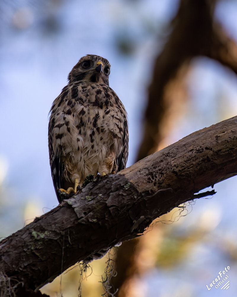Red-shouldered Hawk