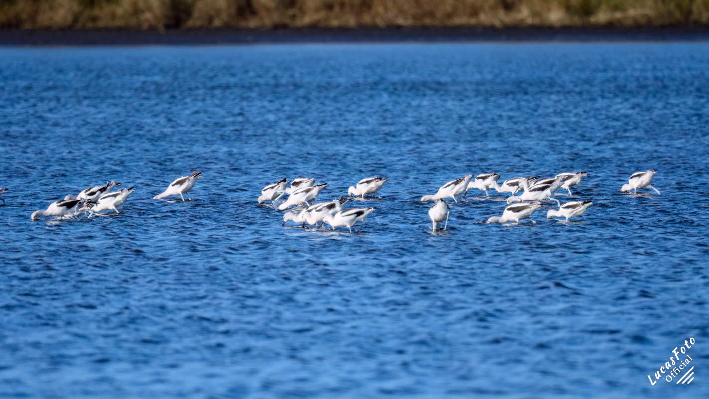American Avocet