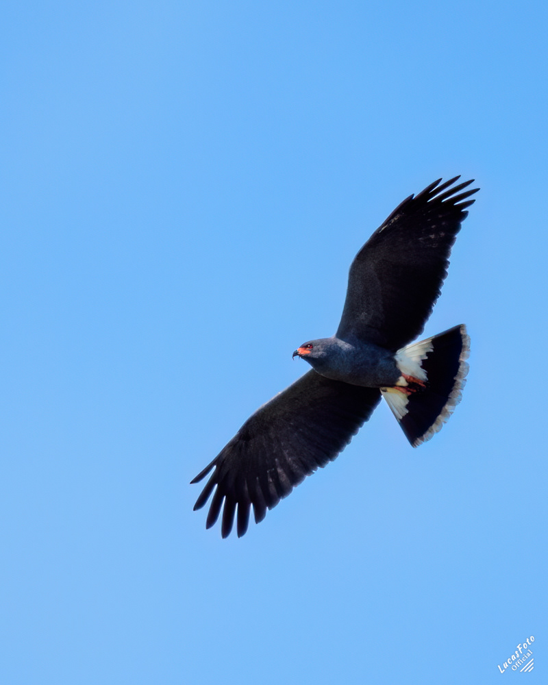 Snail Kite
