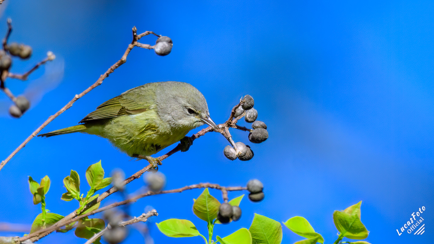 Orange-crowned Warbler