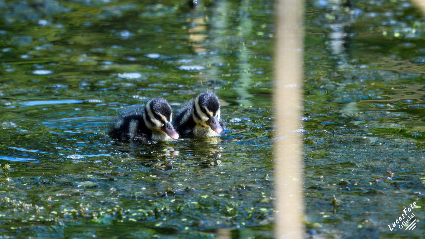 Black-bellied Whistling-Duck