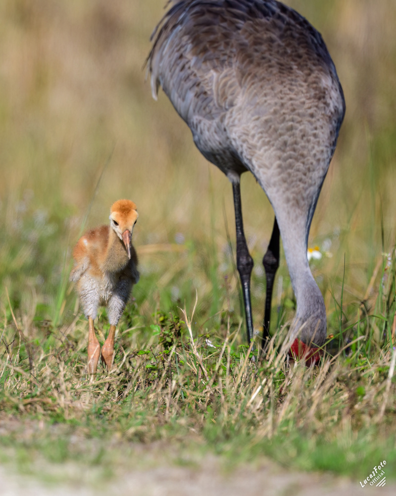 Sandhill Crane