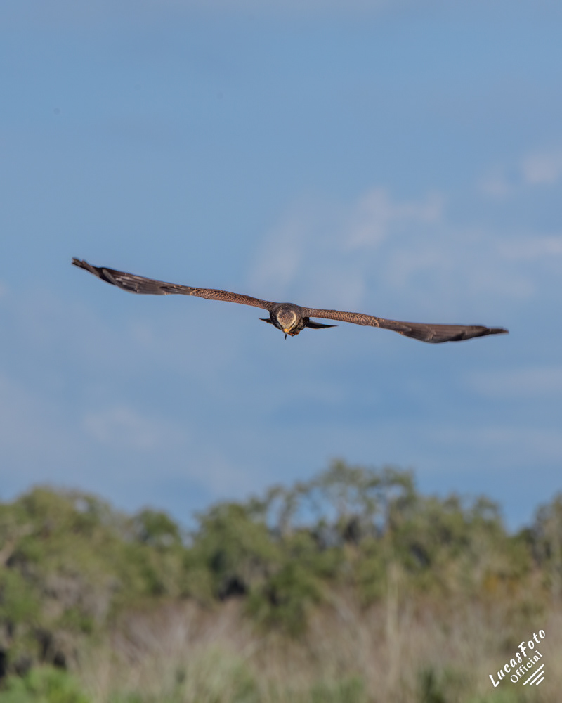 Snail Kite