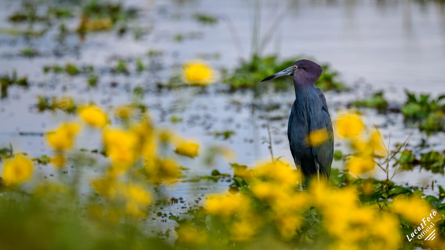 Little Blue Heron