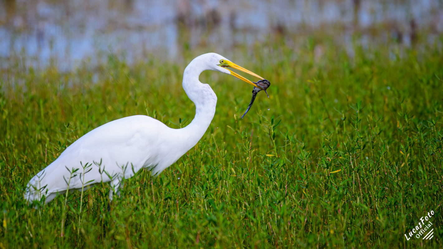 Great Egret