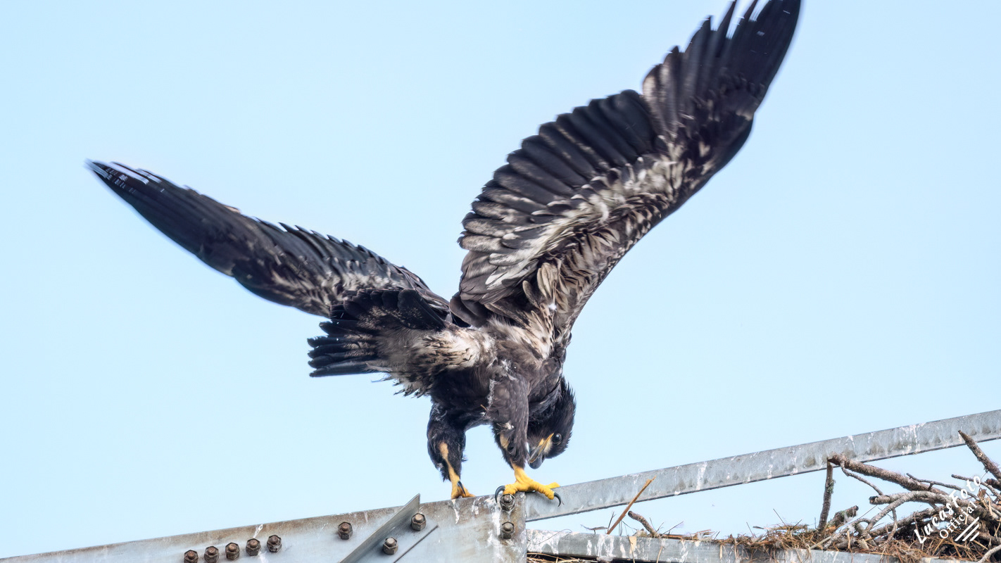 Bald Eagle