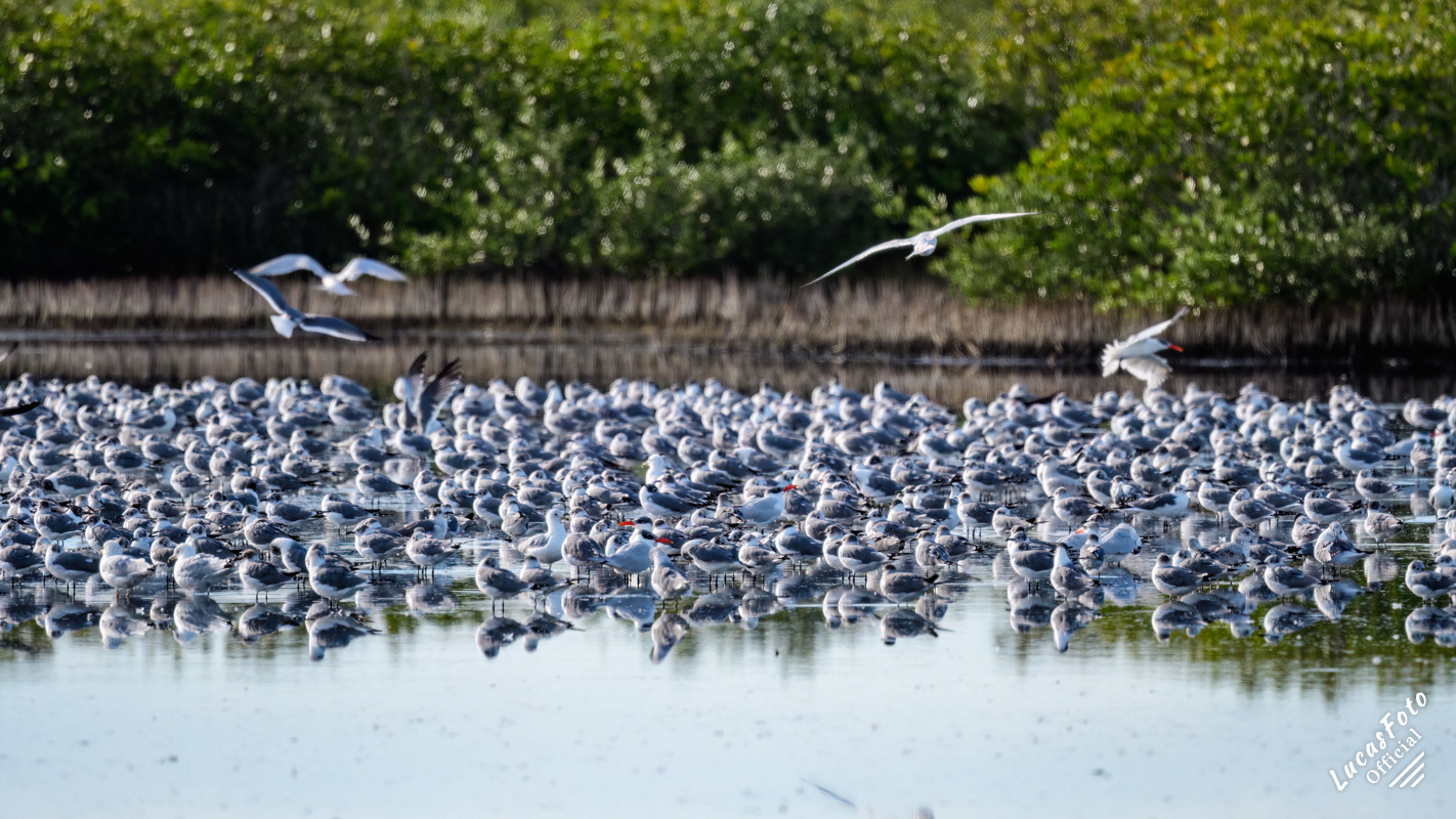 Laughing Gull / Ring Billed Gull / Caspian Tern