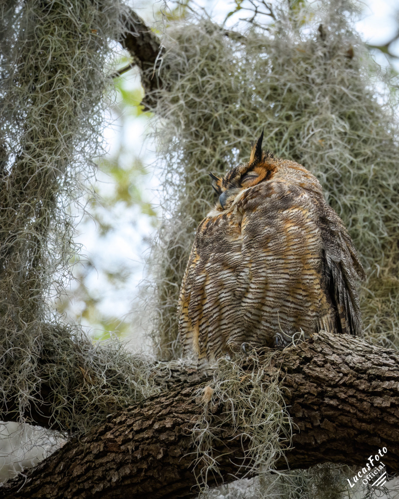 Great Horned Owl