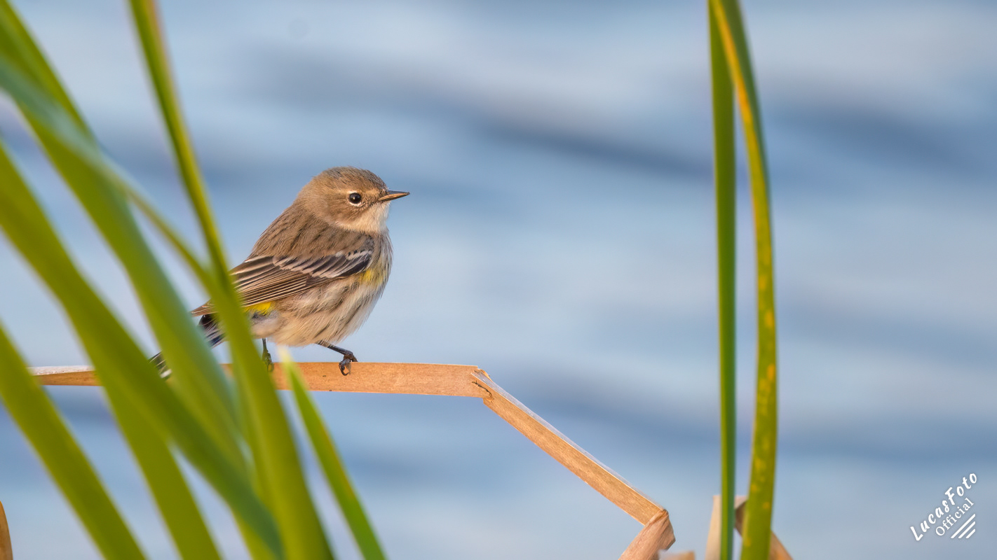 Yellow-rumped Warbler