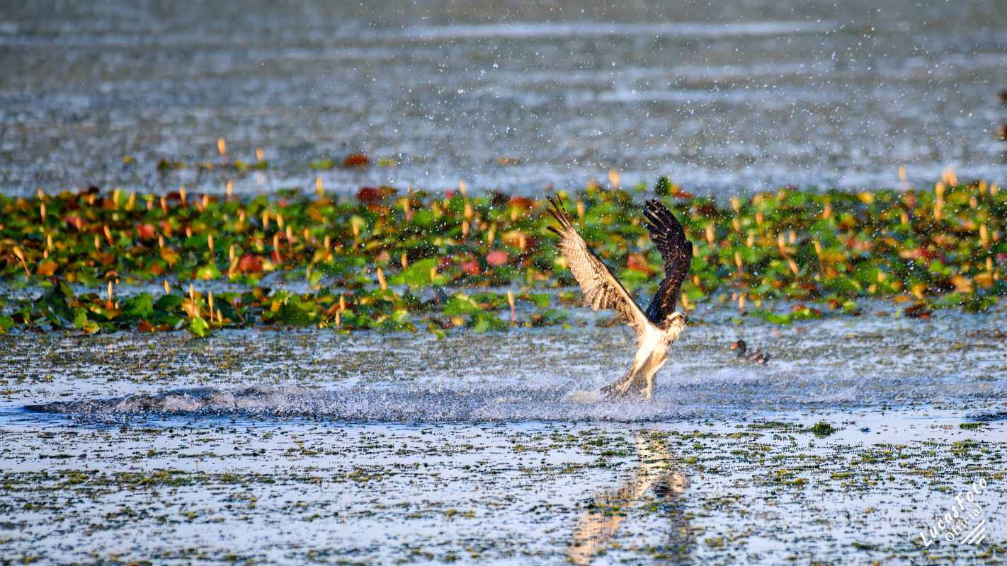 Osprey