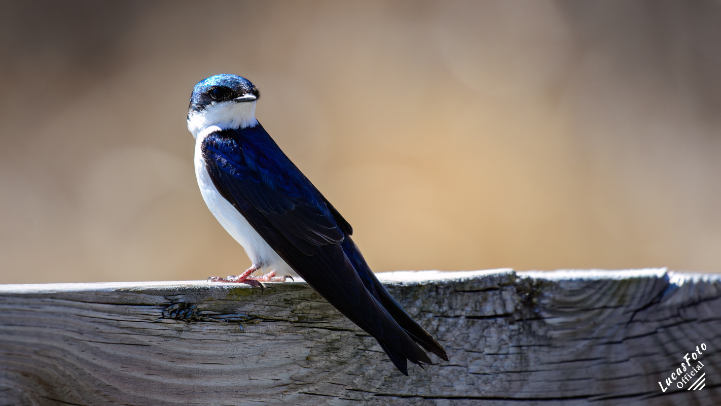 Tree Swallow