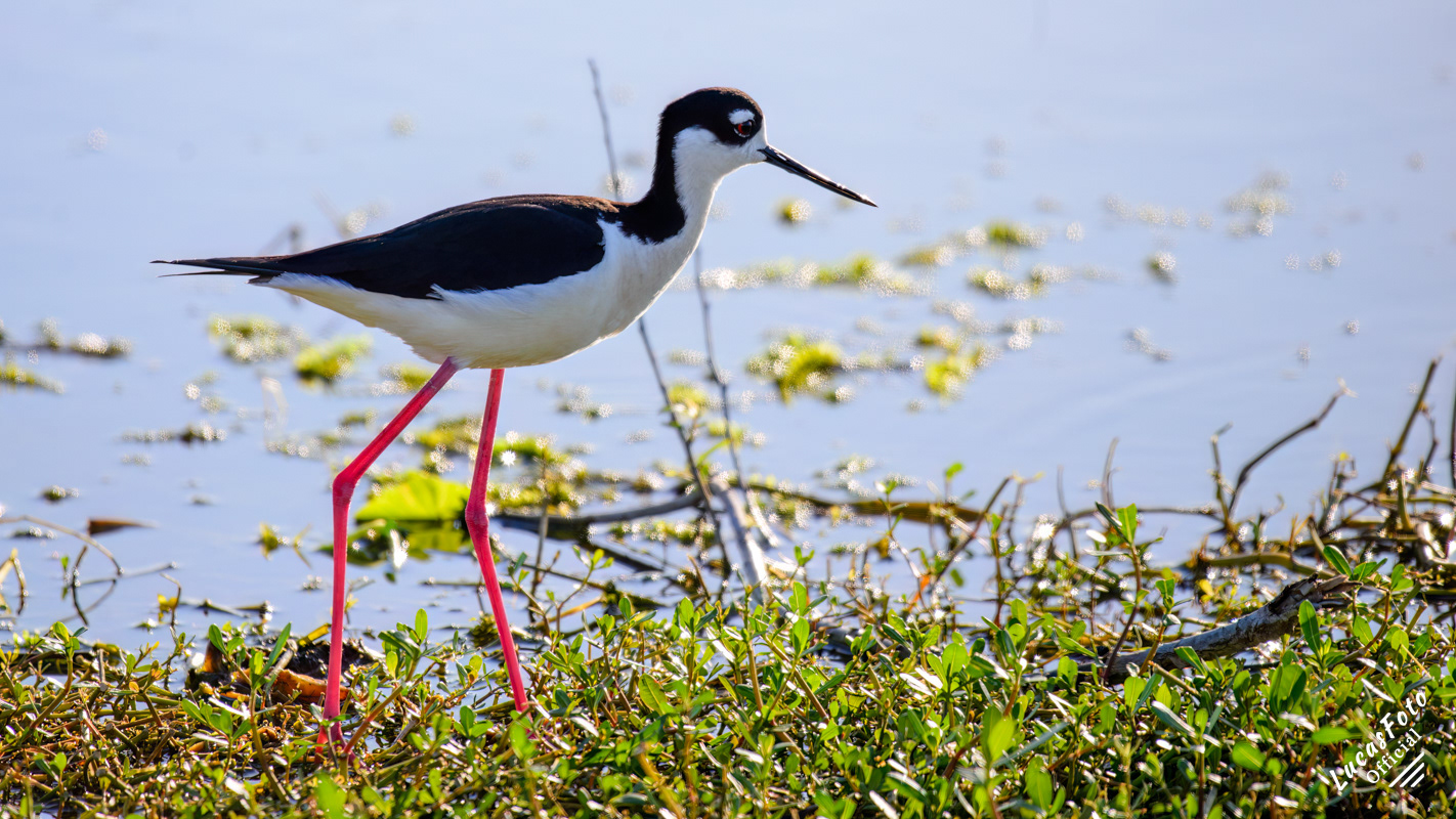 Black-necked Stilt