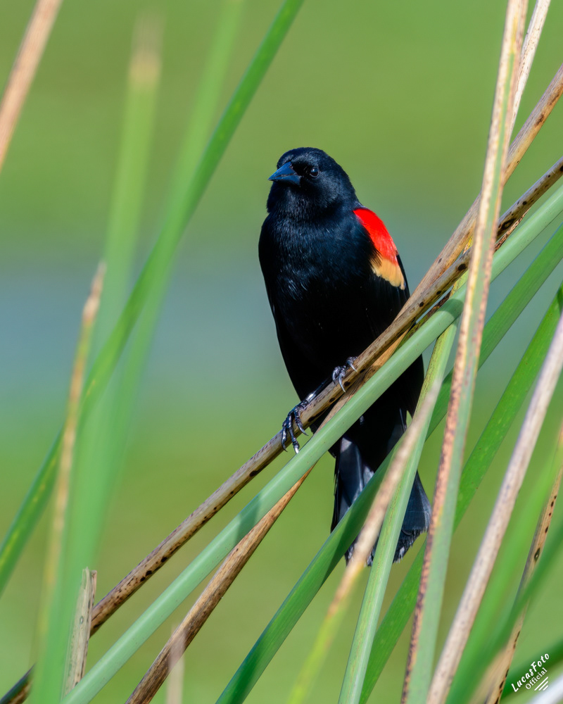 Red-winged Blackbird