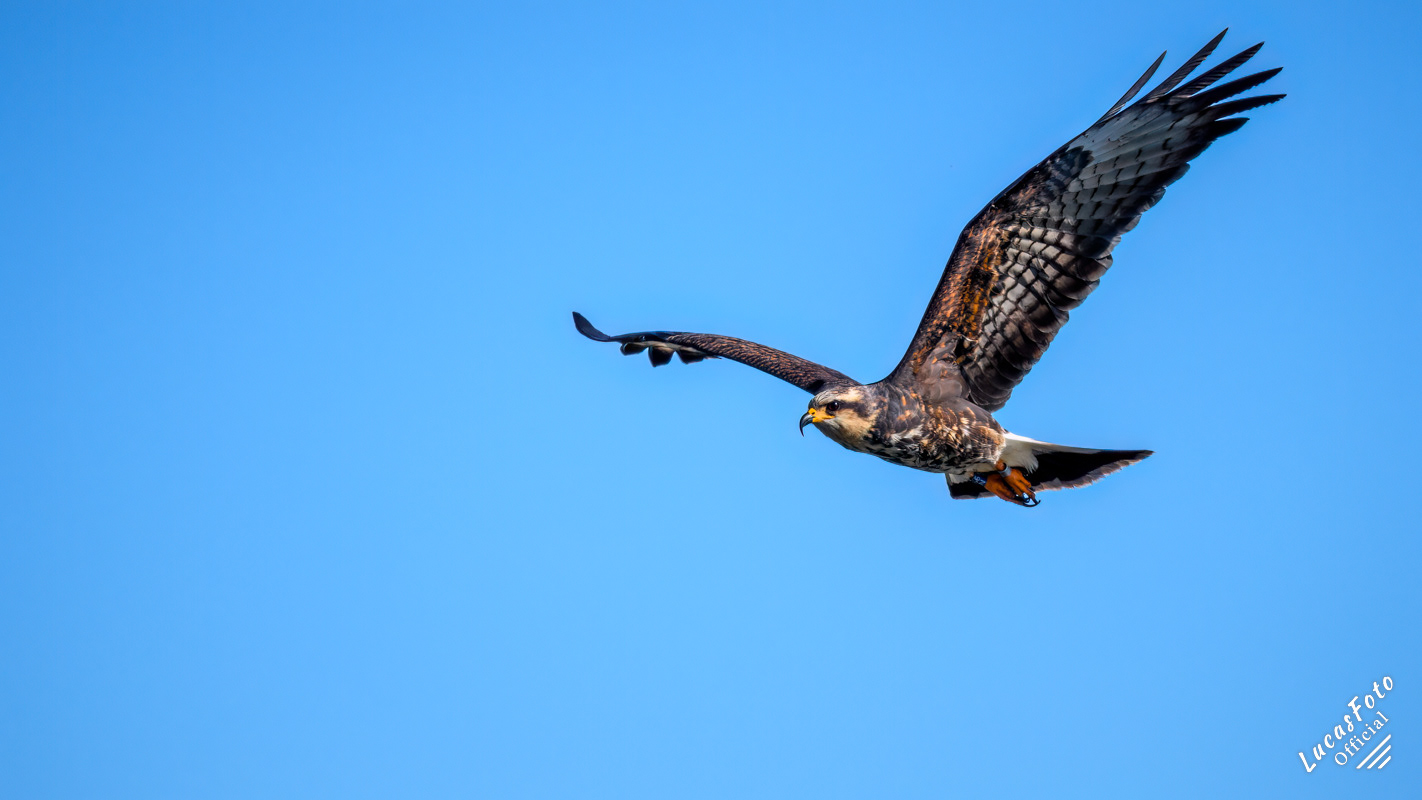 Snail Kite