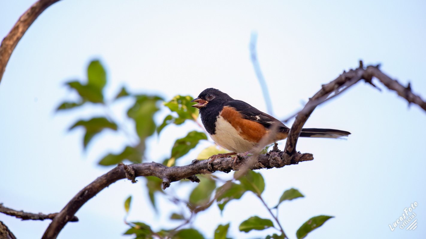 Eastern Towhee