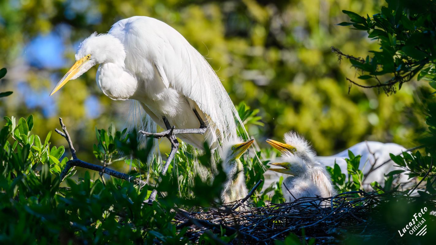 Great Egret