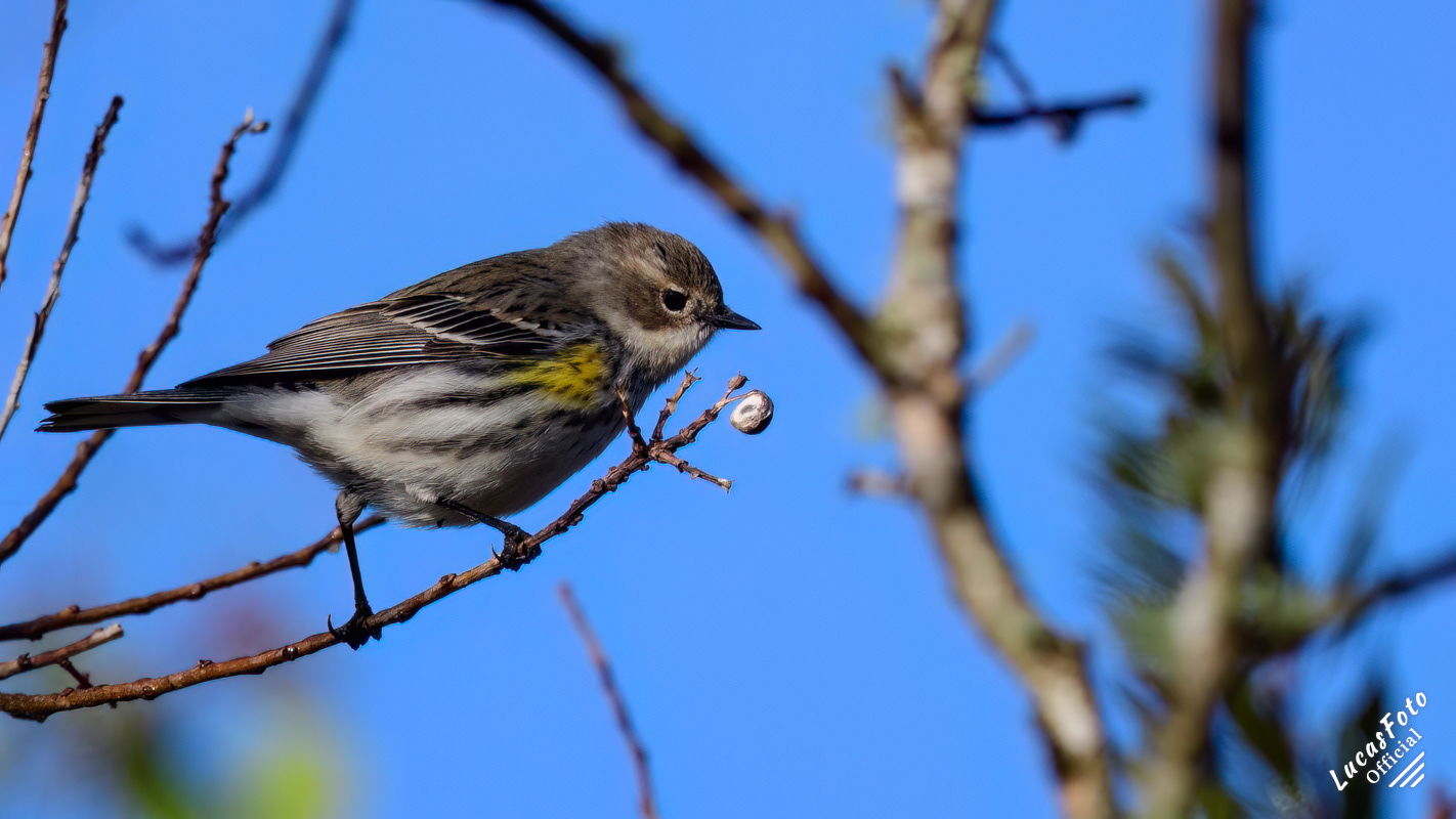 Yellow-rumped Warbler