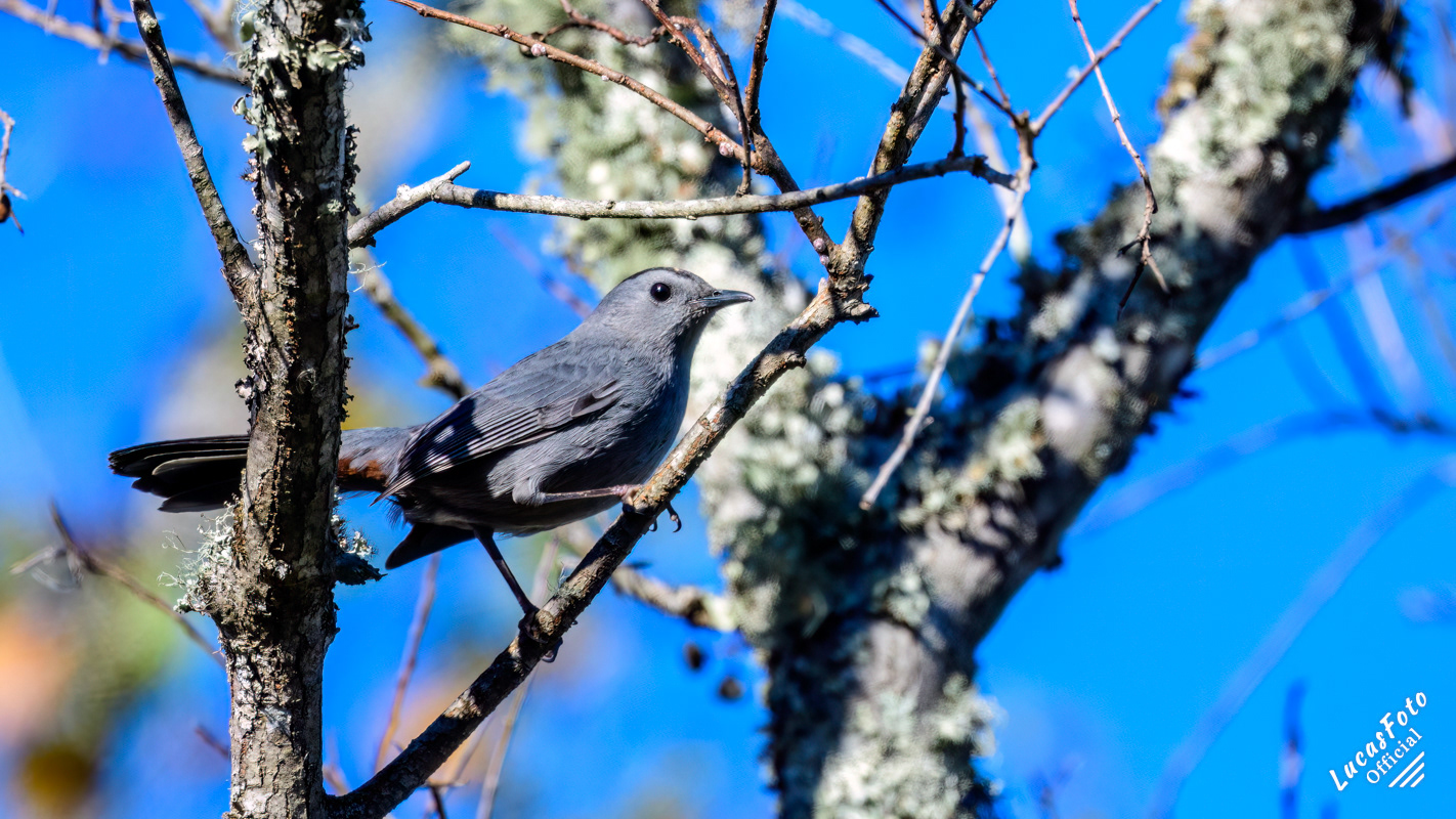Gray Catbird