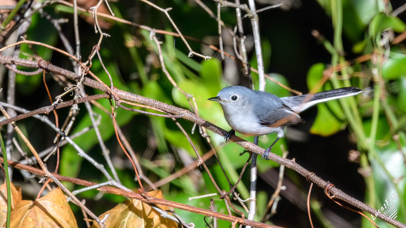 Blue-gray Gnatcatcher