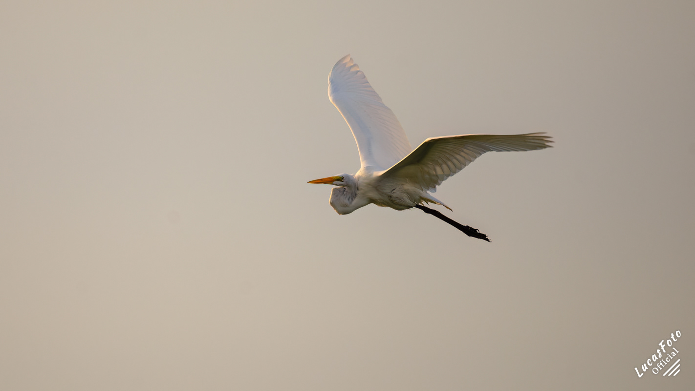 Great Egret