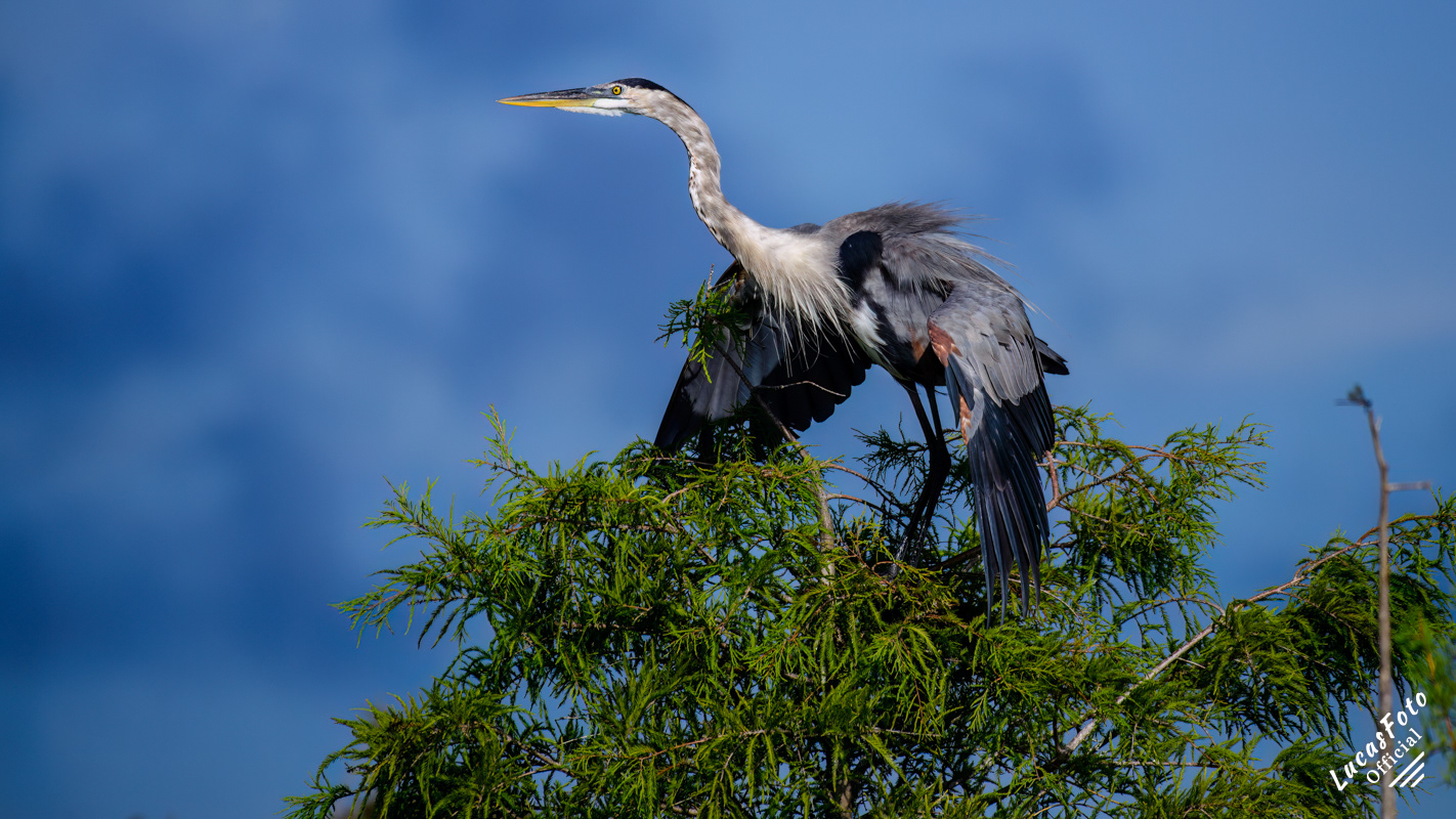 Great Blue Heron