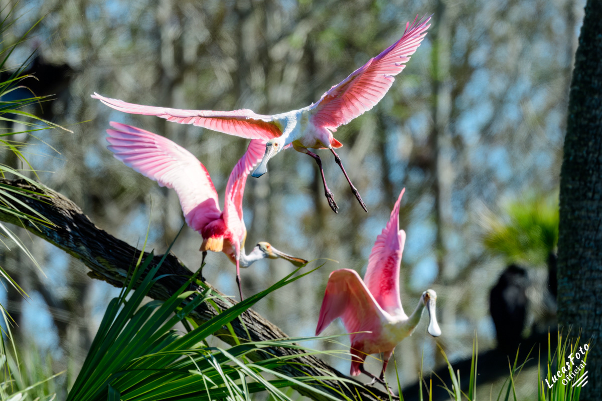 Roseate Spoonbill