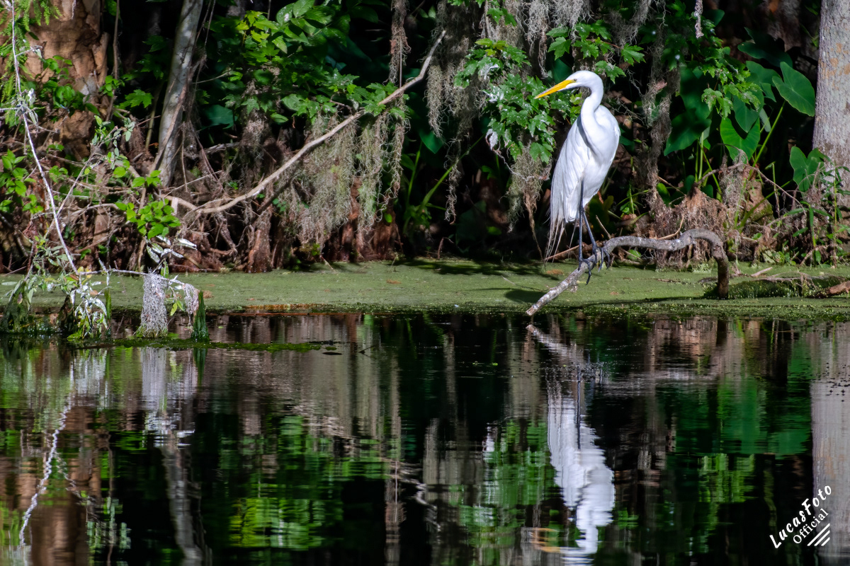 Great Egret