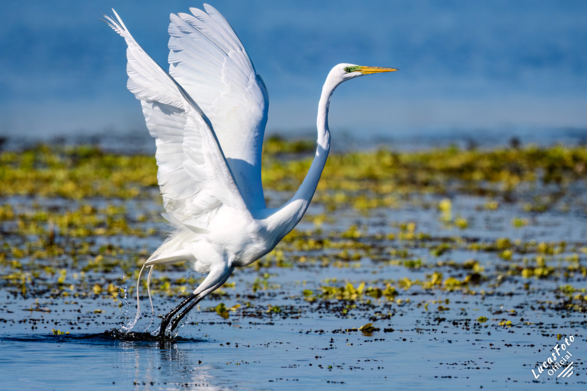 Great Egret
