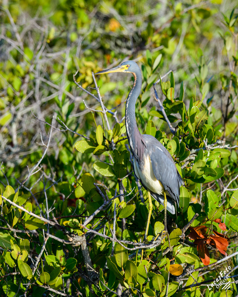 Tricolored Heron