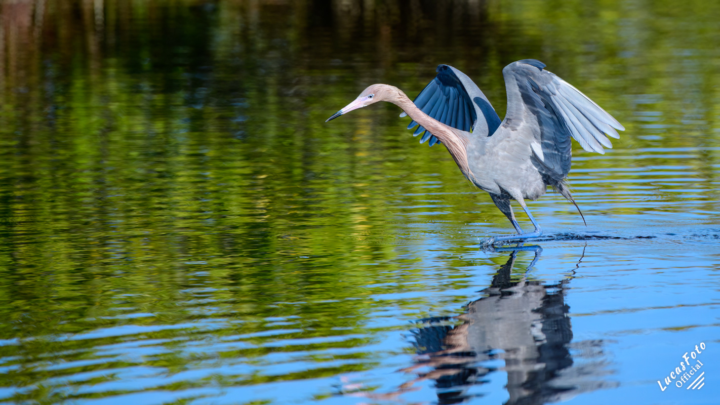 Reddish Egret