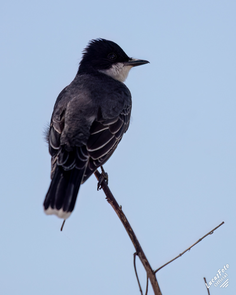 Eastern Kingbird