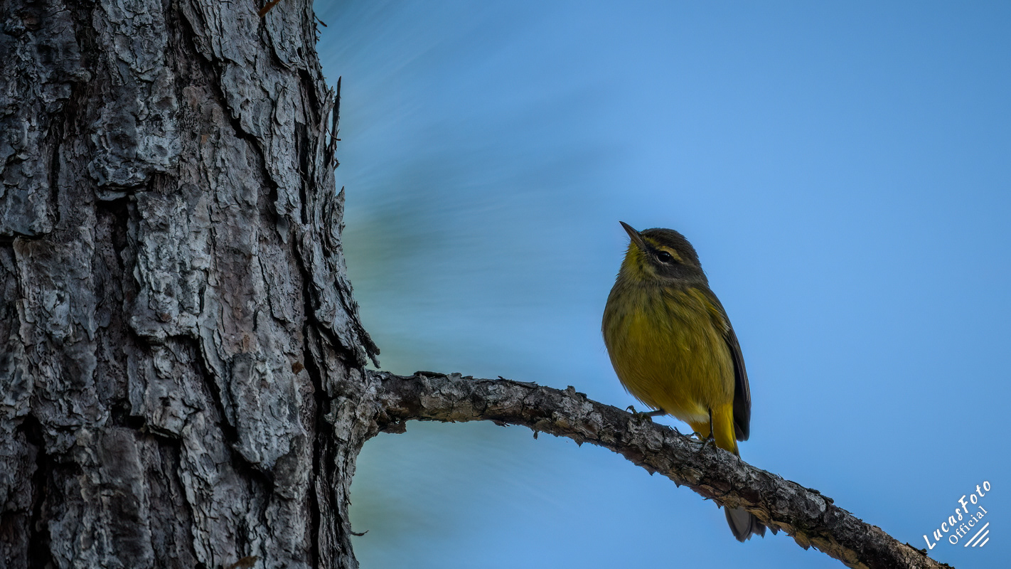 Palm Warbler