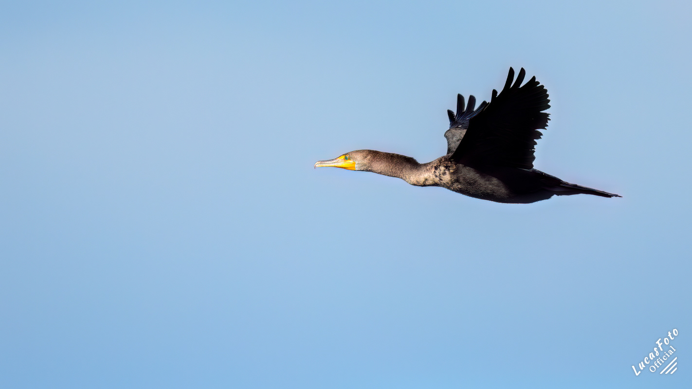 Double-crested Cormorant