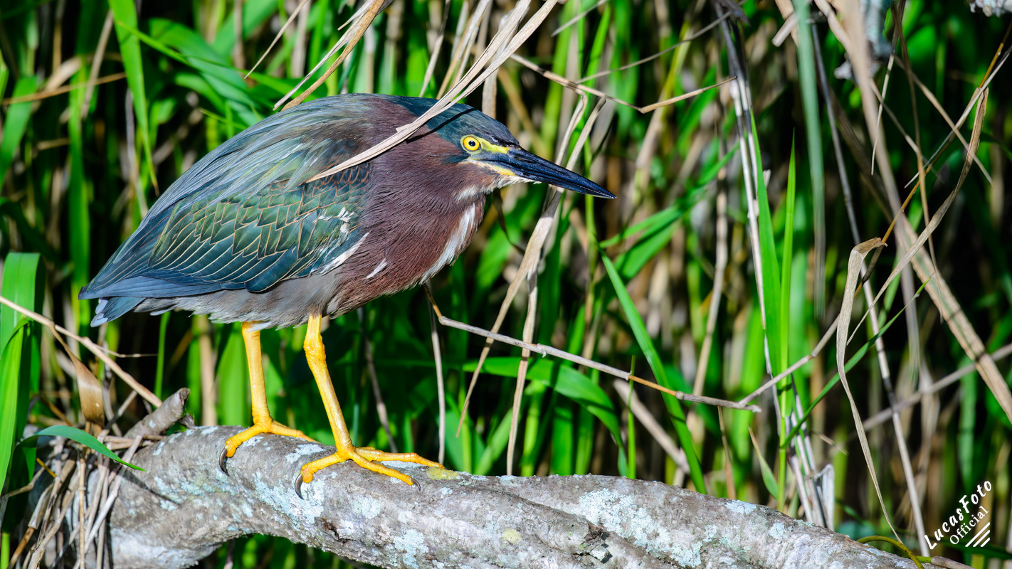 Green Heron