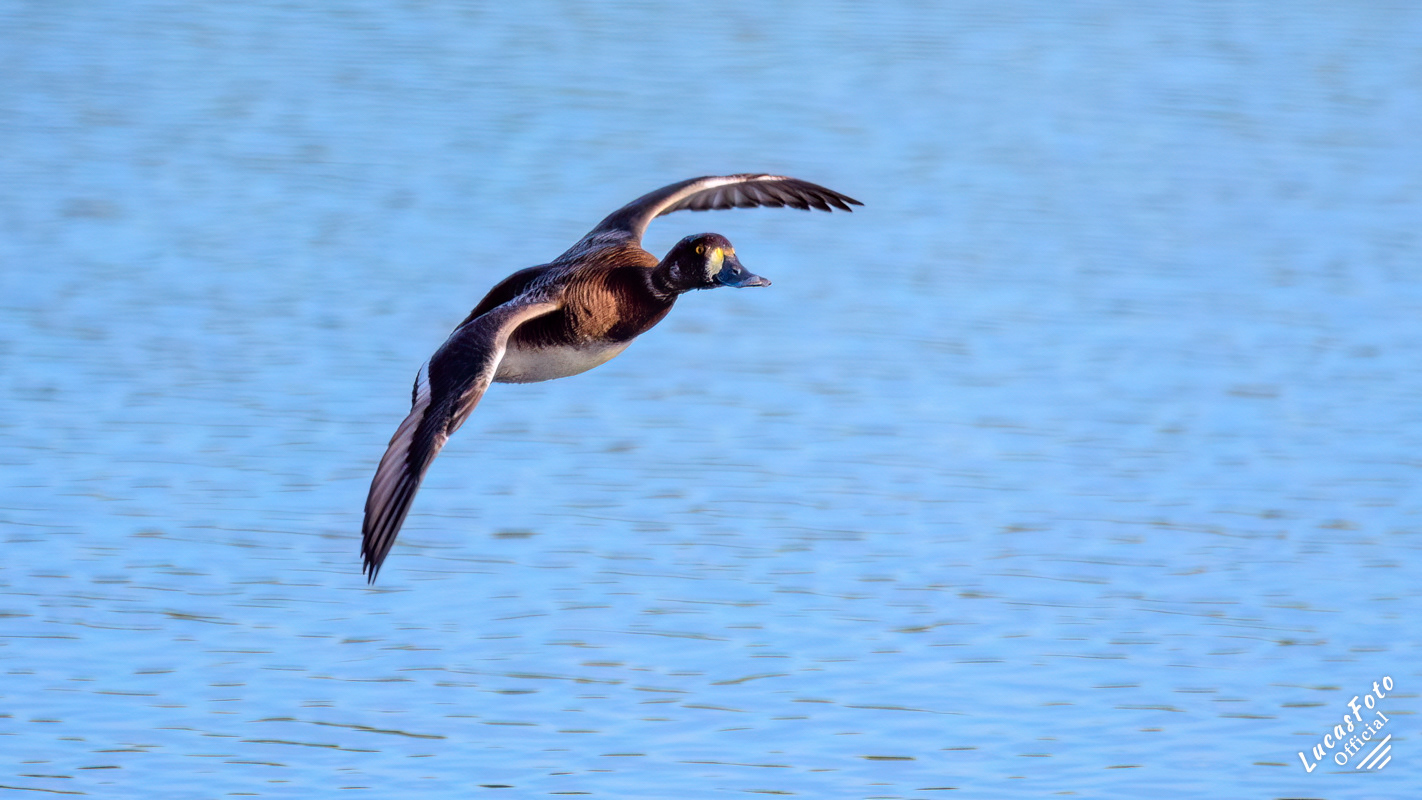 Lesser Scaup