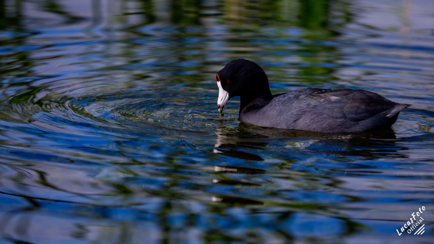 American Coot
