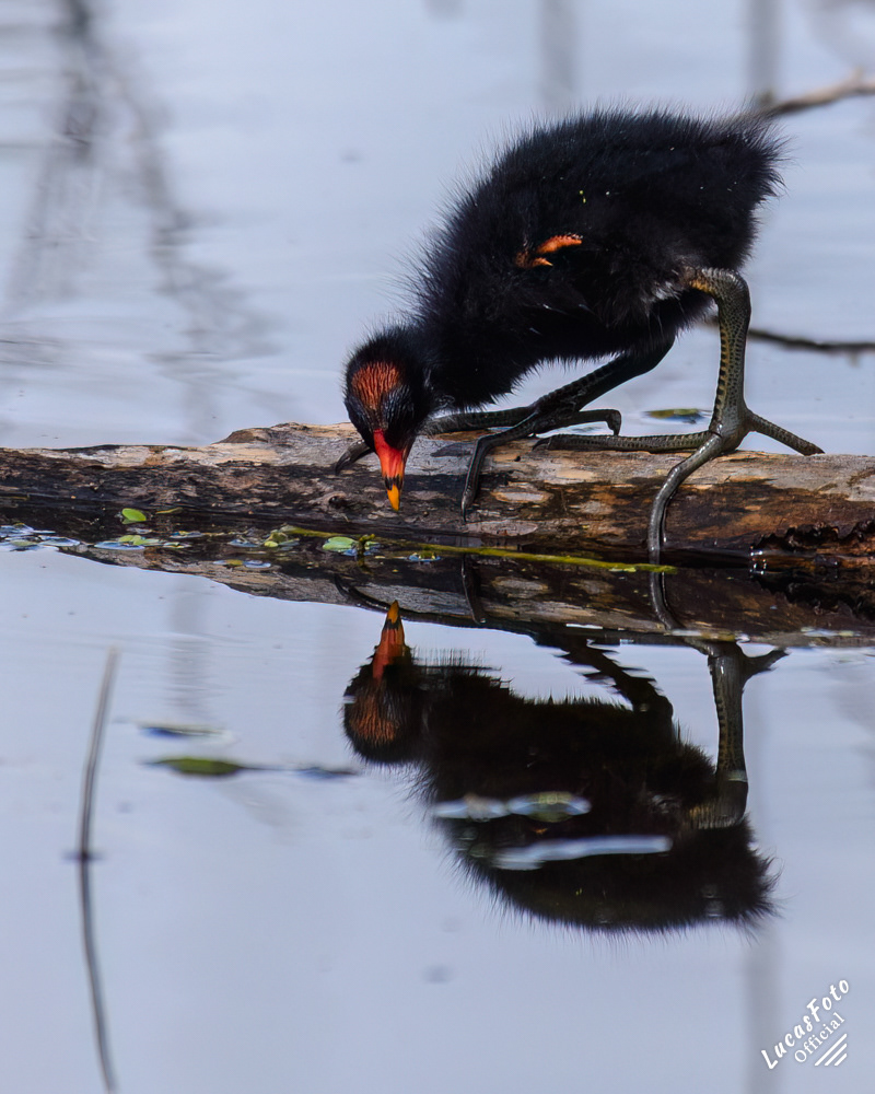 Common Gallinule