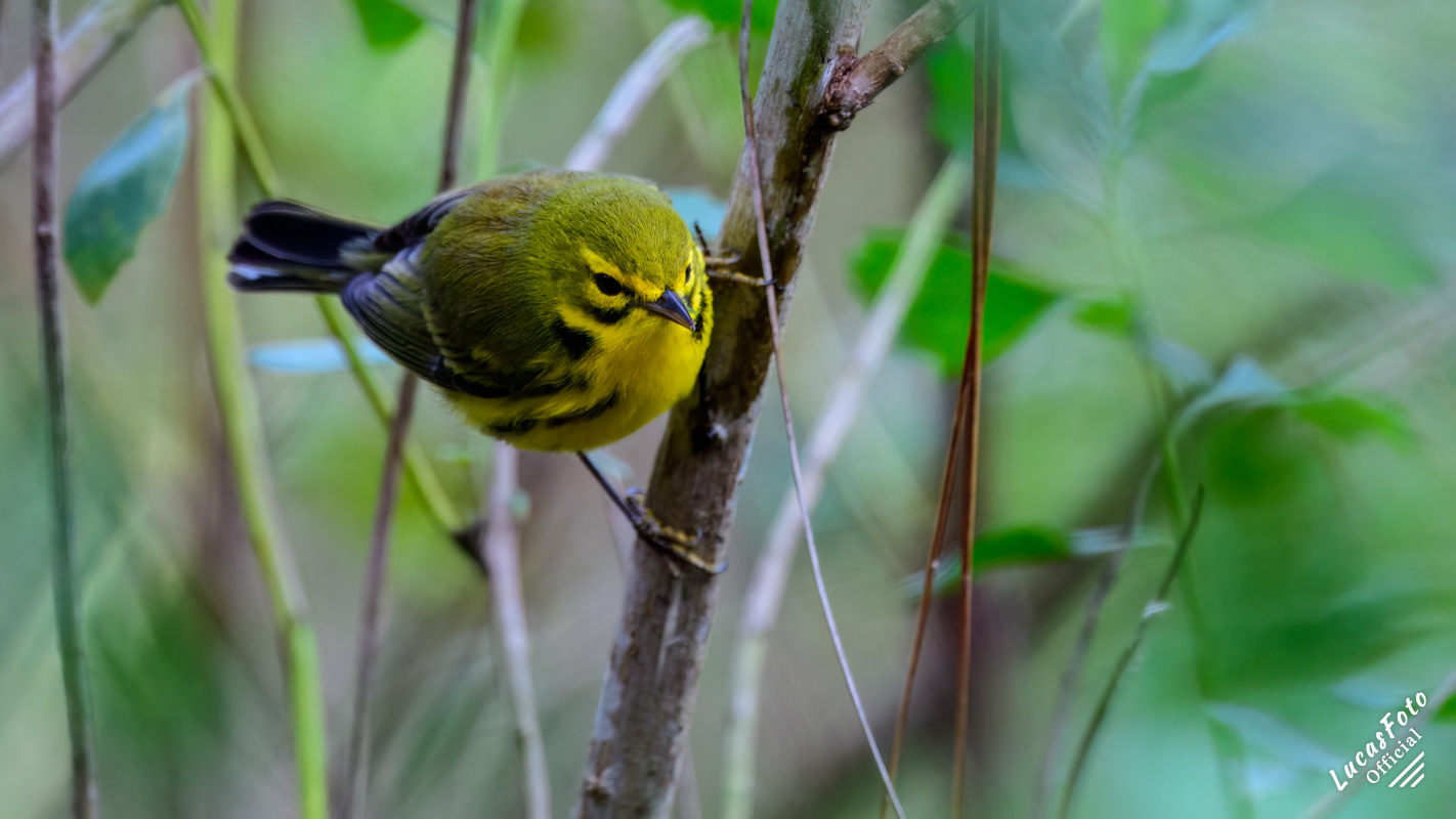 Prairie Warbler